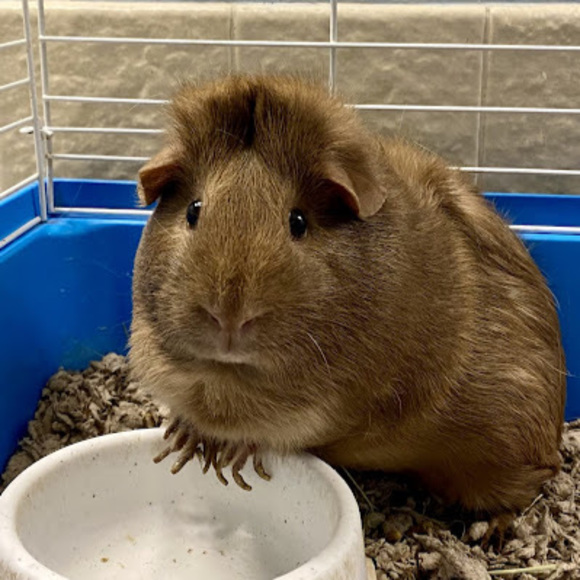 Meet your Posher, Savannah - Picture 1 of 1